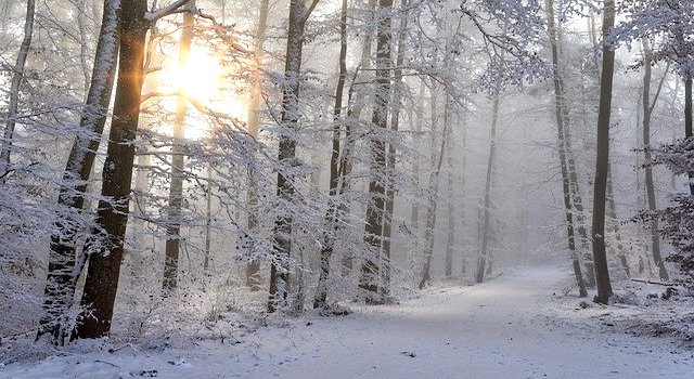 Winterdepression Hypnose Schnee Wald Sonne